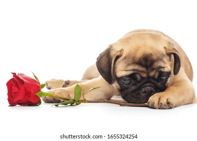 276 Puppy pug flowers roses Images, Stock Photos & Vectors | Shutterstock