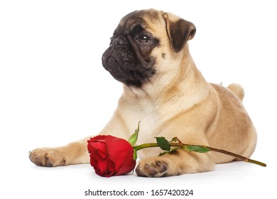 276 Puppy pug flowers roses Images, Stock Photos & Vectors | Shutterstock