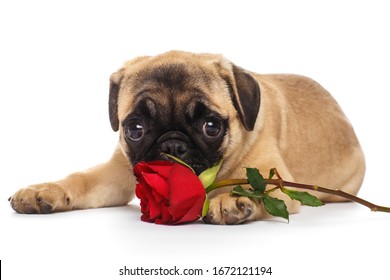 276 Puppy pug flowers roses Images, Stock Photos & Vectors | Shutterstock