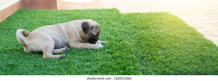 Pug Puppy Resting On The Grass. Pets Concept.