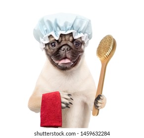 Pug Puppy With Shower Cap Holding Towel And Bath Brush. Isolated On White Background