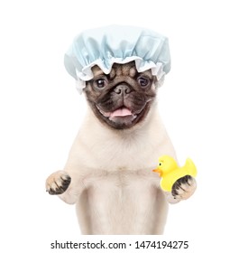 Pug Puppy With Shower Cap Holding Rubber Duck. Isolated On White Background