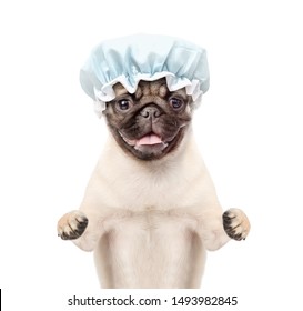 Pug Puppy With Shower Cap. Isolated On White Background