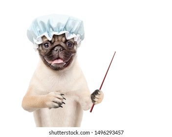 Pug Puppy With Shower Cap Pointing Away On Empty Space. Isolated On White Background