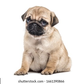 Pug Puppy Sitting, Isolated On White