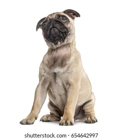 Pug Puppy Sitting And Looking Up, Isolated On White