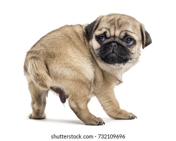 Pug Puppy Standing, Looking Backwards, Isolated On White