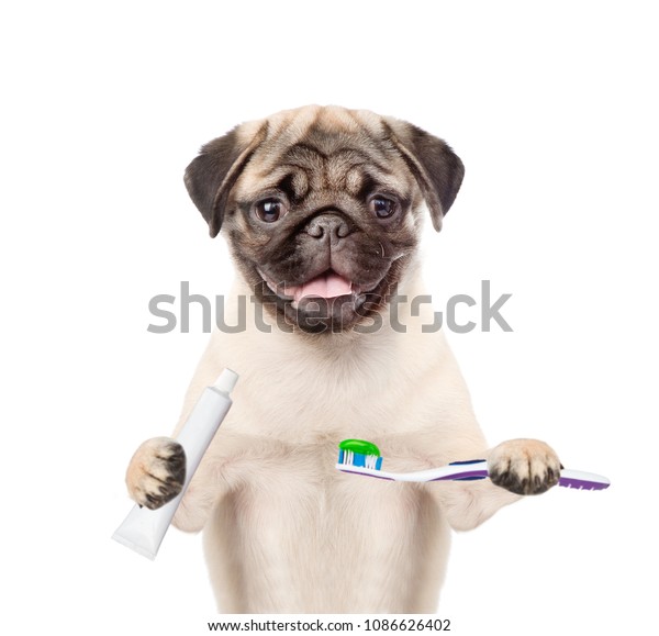 toothpaste for pugs