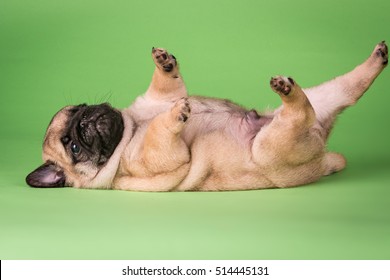 pug puppy upside down on bright green background  - Powered by Shutterstock