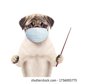Pug puppy wearing medical protective mask points away on empty space. Isolated on white background - Shutterstock ID 1736005775