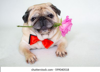 276 Puppy pug flowers roses Images, Stock Photos & Vectors | Shutterstock