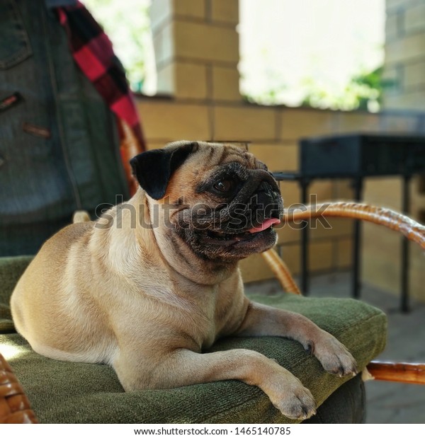 Pug Relaxing Chair Stock Photo Edit Now 1465140785