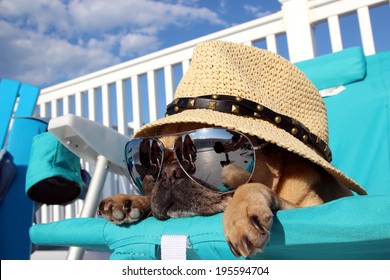 Pug Relaxing on Lawn Chair