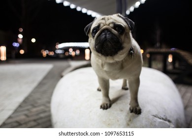 Pug Is A Sad Little Lonely Dog ??alone In The Park, An Abandoned Animal, A Night Walk With A Pet