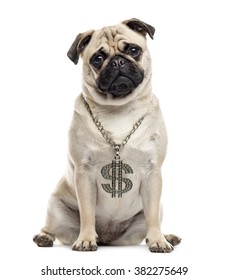 Pug sitting and looking at the camera, isolated on white