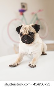 Pug sitting on table.
