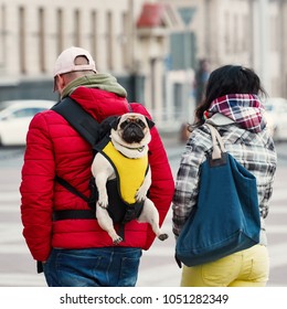 Pug In A Sling, Baby Carrier For Cute Dog