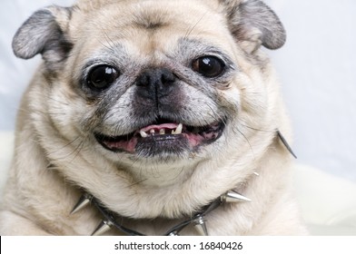 Pug smiling with punk studded dog tag