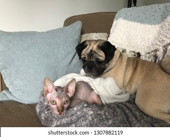 Pug And Sphynx Cat Laying Together On A Big Comfy Couch