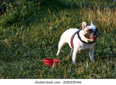 Pug stands on the green grass outdoors close-up. dogs walking in the park. dogslovers. High quality photo - Powered by Shutterstock