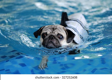 Pug Swim In Swimming Pool