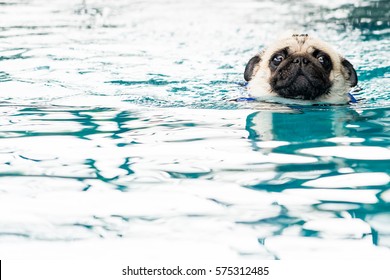 849 Swimming Pug Images, Stock Photos & Vectors | Shutterstock