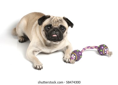 Pug With Toy