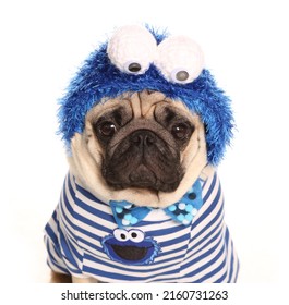 Pug Wearing Cookie Monster Fancy Dress Isolated On A White Background