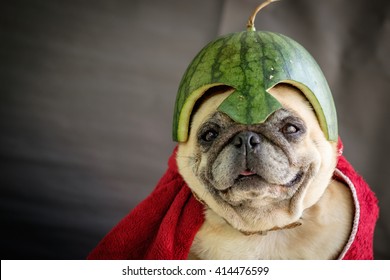 watermelon hat for dogs