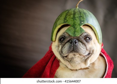 Pug wearing a watermelon helmet (The Pugs Hero).