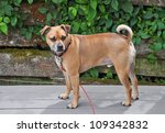 Puggle