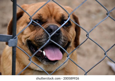 Puggle Dog Behind Chain Link Fence