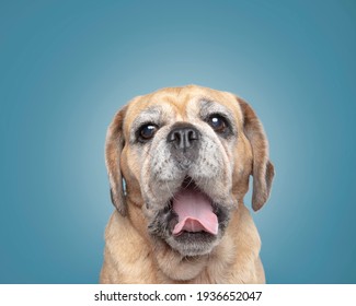 Puggle Dog Studio Portrait On Coloured Backgrounds