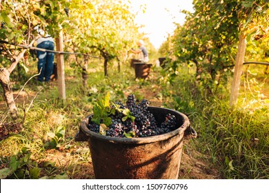 PUGLIA / ITALY -  SEPTEMBER 2019: Seasonal harvesting of Primitivo grapes in the vineyard