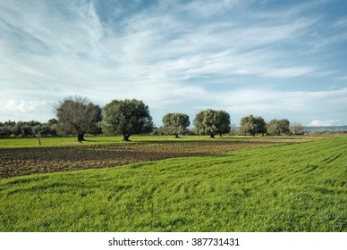 Puglia Olive Trees Panorama