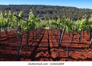 Puglia Vineyard - Wine Making Region In Bari Province, Italy.