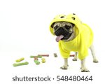 Pug,standing,isolate on white background