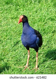 Pukeko (porphyrio Melanotus)