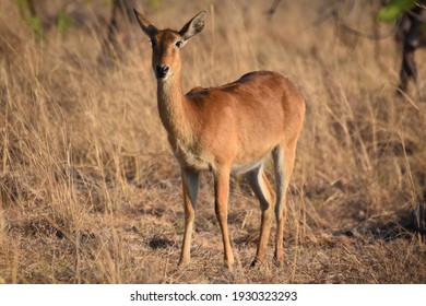 Puku In Kafue National Park, Zambia