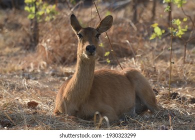 Puku In Kafue National Park, Zambia