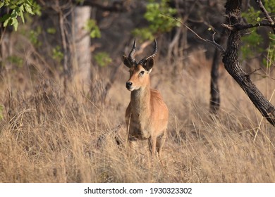 Puku In Kafue National Park, Zambia