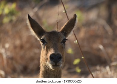 Puku, Kafue National Park, Zambia