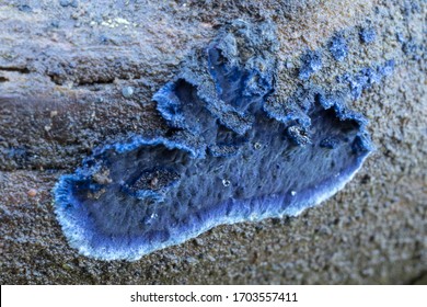 Pulcherricium caeruleum (Terana caerulea) is an inedible fungus, a mushroom in natural environment. commonly known as the cobalt crust fungus or velvet blue spread
