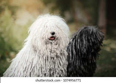 Puli Dog Breed