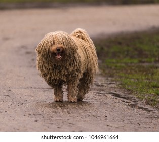 Puli Dog From Hungary