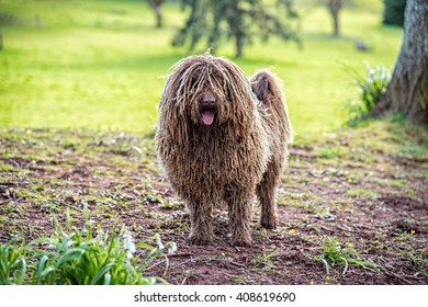 Curly Hair Dog Images Stock Photos Vectors Shutterstock