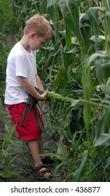 Pull An Ear.. A boy picking an ear of corn.