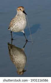 Pull Hard! Western Sandpiper Pulling A Marine Worm.