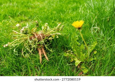 Pulled dandelion weed flower root lawn maintenance removal concept