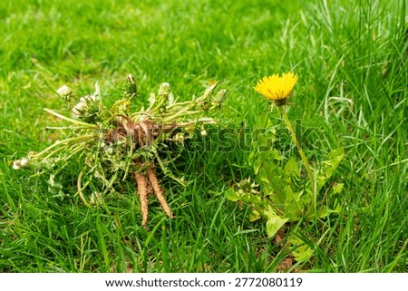Pulled dandelion weed flower root lawn maintenance removal concept